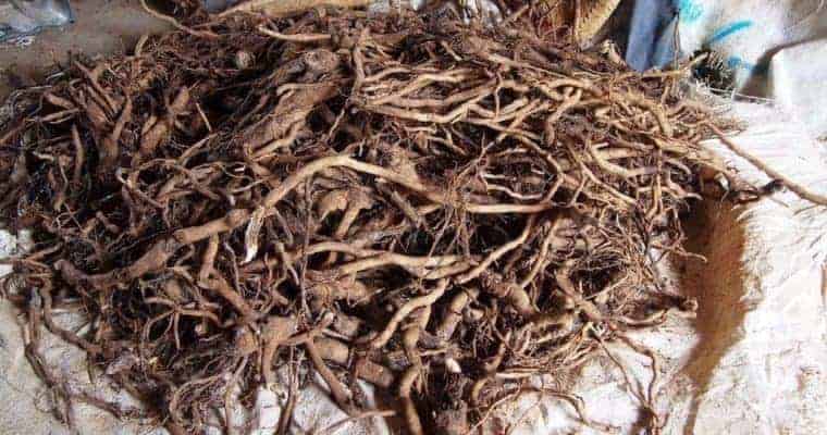 Kava Root - Natural Remedies for Anxciety and Depression.