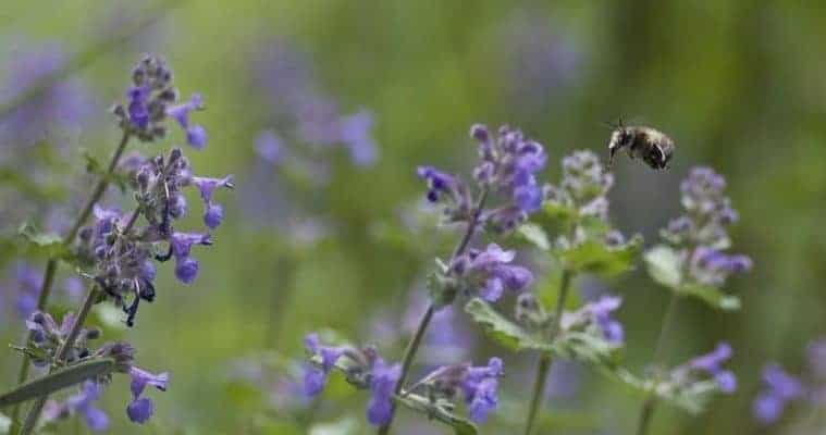 Catnip - the best natural remedies for anxiety and depression