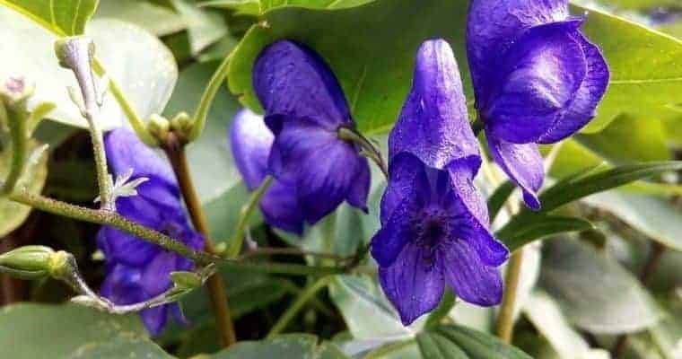 Skullcap - Natural Remedies for Anxciety and Depression.