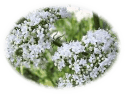 valerian medicinal herbs - healing with herbs