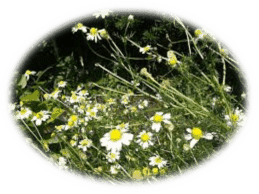 feverfew herb