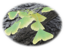Ginkgo Biloba