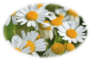 Chamomile