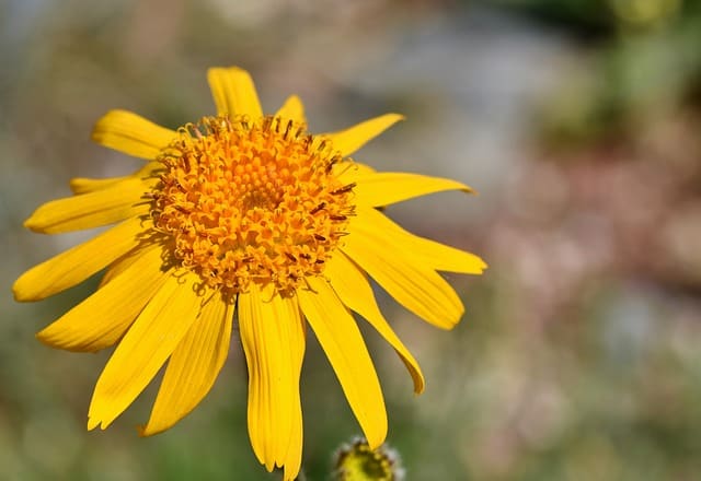 Arnica arnica - make herb infused olive oil for health and healing