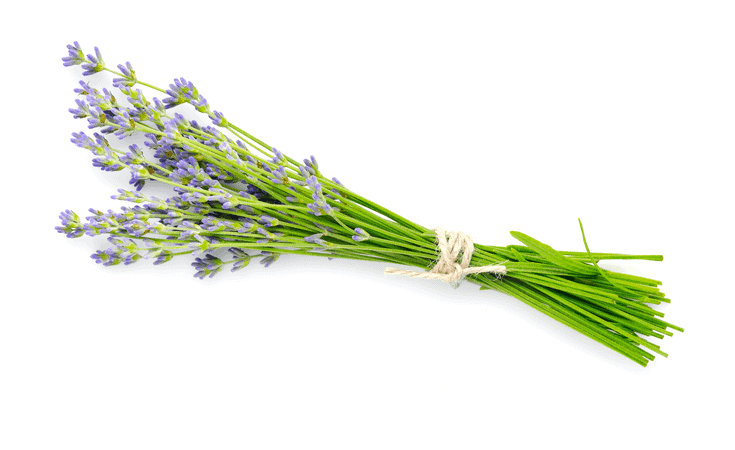 Holistic Massage For Stress Lavender Essential Oil lavender essential oil. holistic massage to reduce stress.