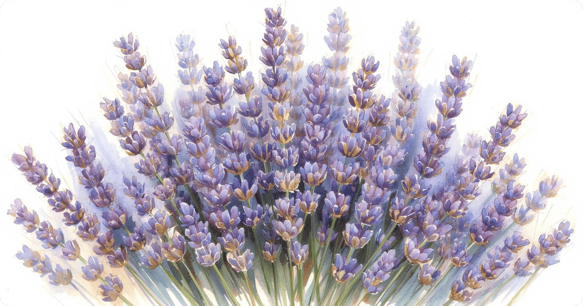 lavender