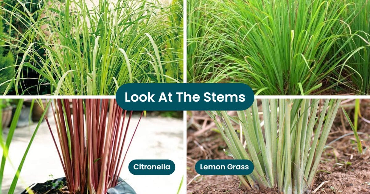 Citronella vs Lemongrass