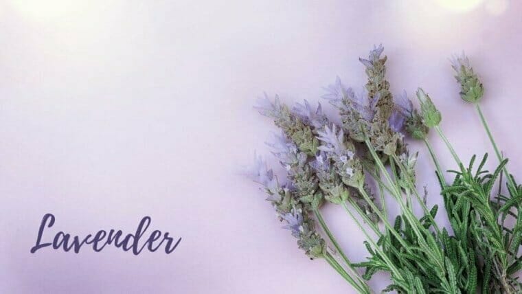 Lavender lavender