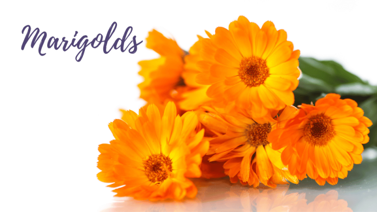 Marigolds marigolds