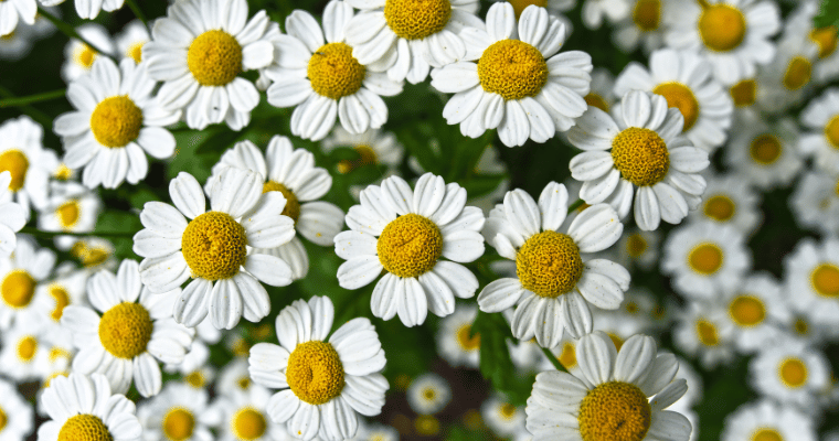 chamomile natural remedies for anxciety and depression chamomile natural remedies for anxciety and depression
