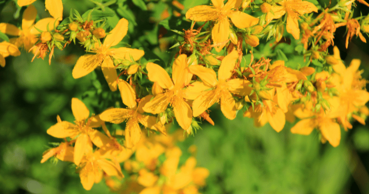 st. john's wort natural remedies for anxciety and depression st. john's wort natural remedies for anxciety and depression
