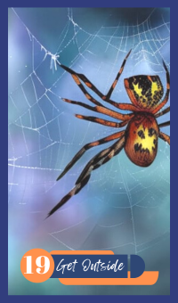 Get Outside - The Spider