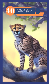 Start Now - The Cheetah