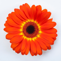 orange flower