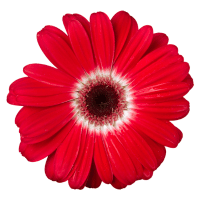 red flower