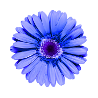 Indigo gerbera
