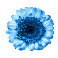 blue gerbera