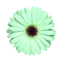green gerbera