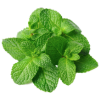 mint leaves