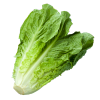 romaine lettuce
