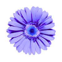 violet gerbera