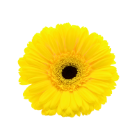 yellow gerbera