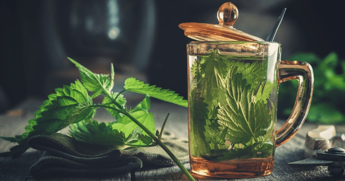 benefits of nettle leaf tea