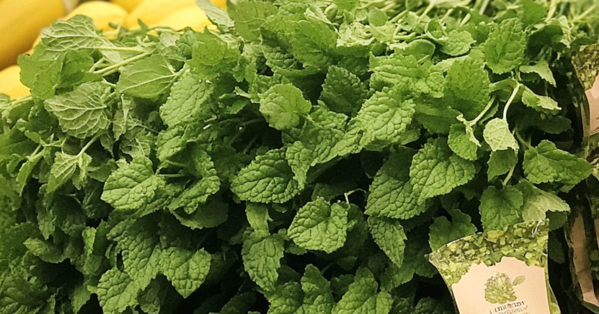 lemon balm displayed