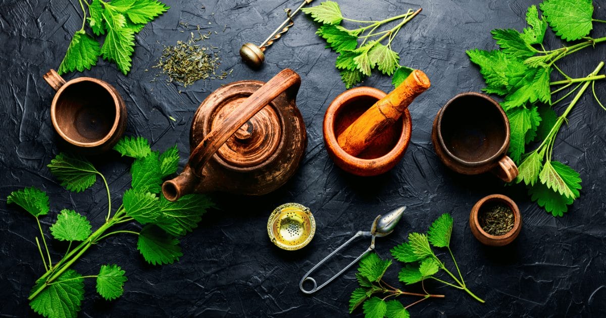 preparing nettle leaf tea - nettle root tea health benefits