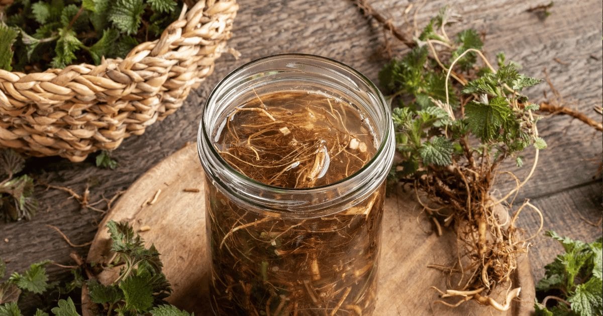 tincture of nettle root