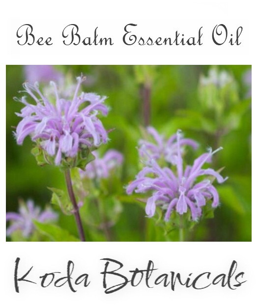 BEE BALM (Monarda fistulosal) 100% Pure Essential Oil 10ml