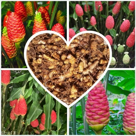 1 Pound Hawaiian Awapuhi Shampoo Ginger Rhizomes Pinecone Ginger Red Ginger Lily Bulbs Grow Indoor or Outdoor