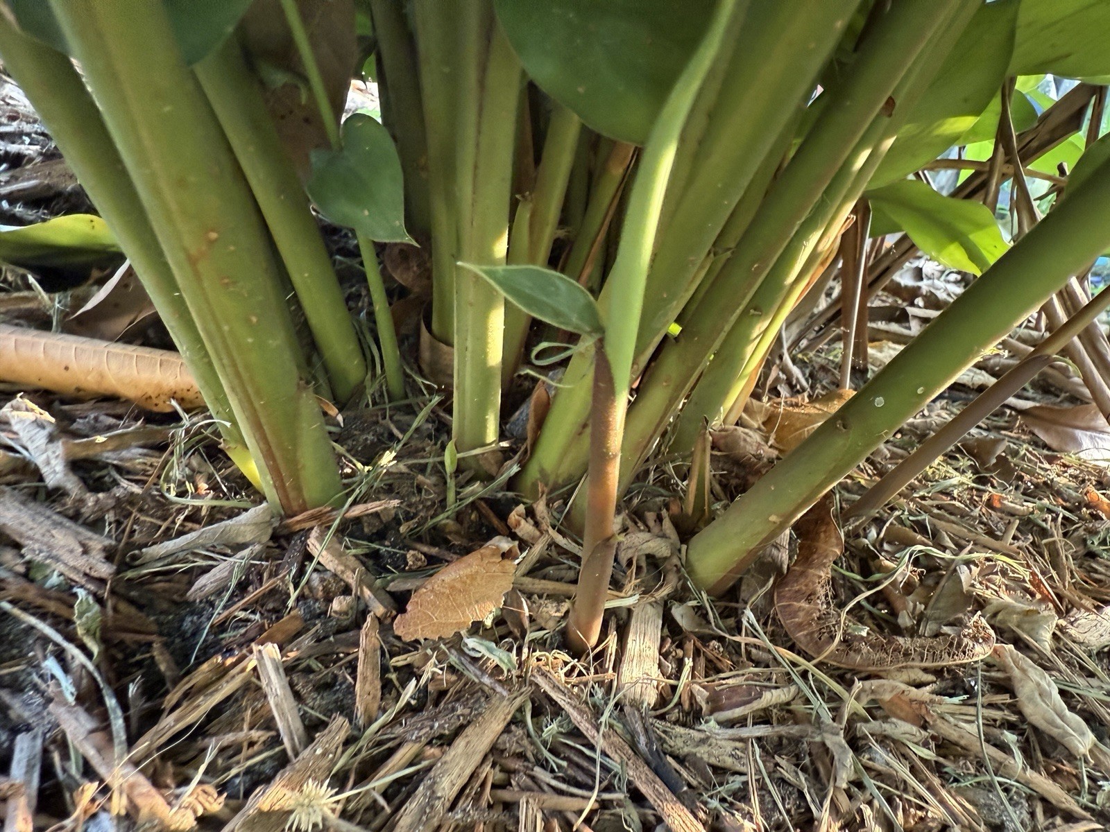 3 True Cardamom Elettaria Cardamomum Fresh Rhizomes Roots Plant