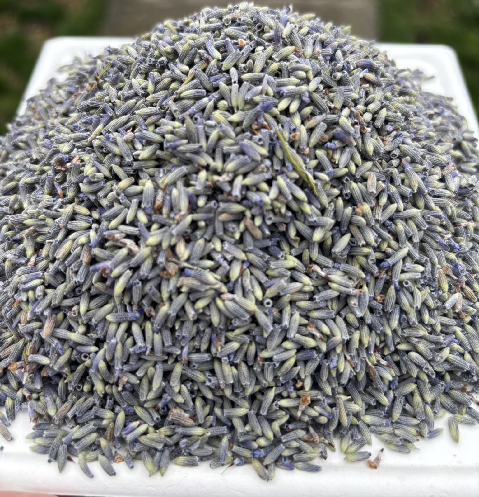 Lavender Flower French Buds (1 pound) from GROSSO strong aroma (Lavandula Inte