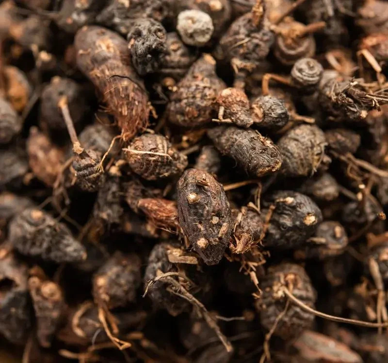 Musta Root (Cyperus rotundus) – Ayurvedic Herbal Natural Digestive & Wellness