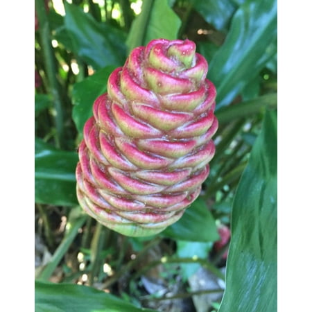 Pack 10 Hawaiian Awapuhi Shampoo Ginger Rhizomes Pinecone Ginger Red Ginger Lily Bulbs Zingiber Zerumbet Roots Grow Indoor or Outdoor