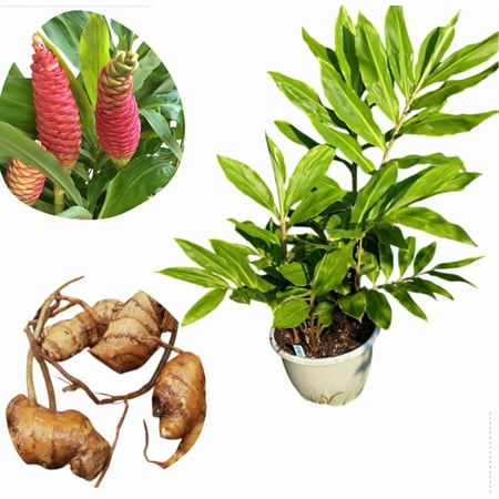 Pack 4 Hawaiian Awapuhi Shampoo Ginger Rhizomes Pinecone Ginger Red Ginger Lily Bulbs Grow Indoor or Outdoor