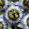 passionflower