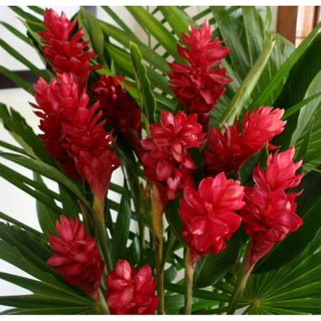 Red Live Alpinia Purpurata Ginger Plant 6 -10 Tall No Bloom Starter Plant Partial Shade