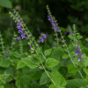 skullcap