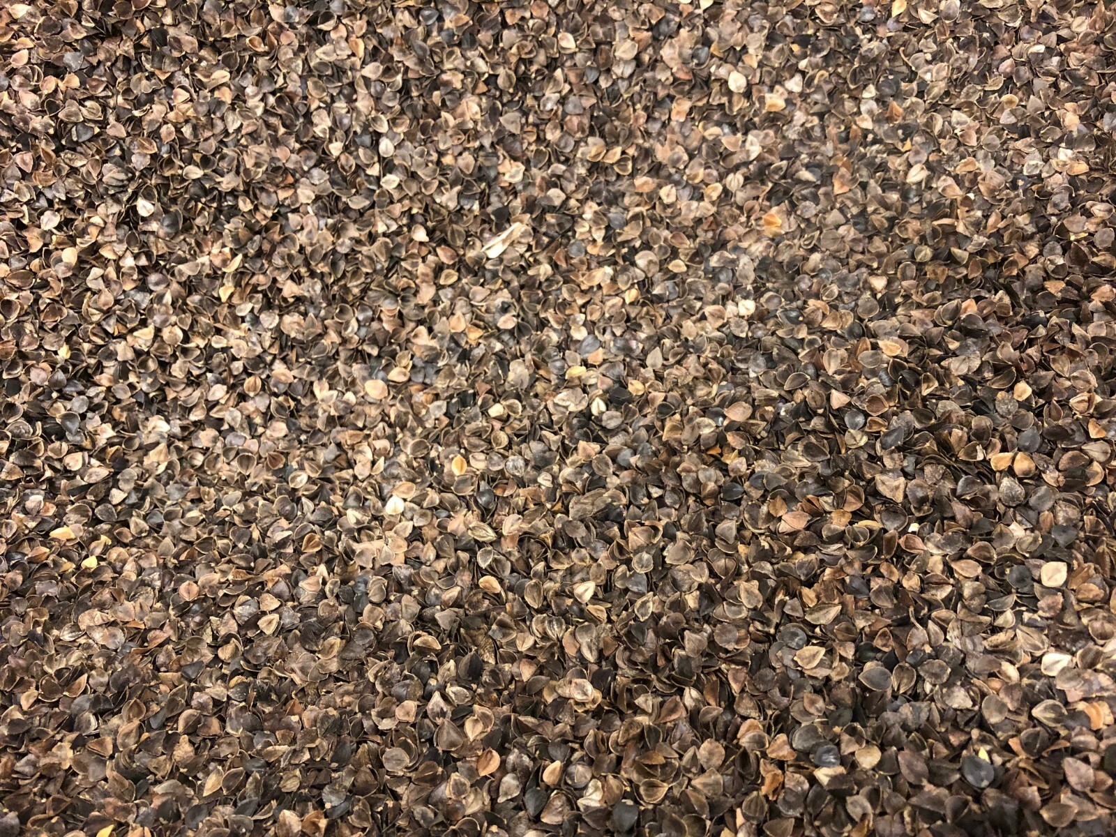 Buckwheat Hulls - 100% ORGANIC USA GROWN BUCKWHEAT, Great for PILLOW, ZAFU